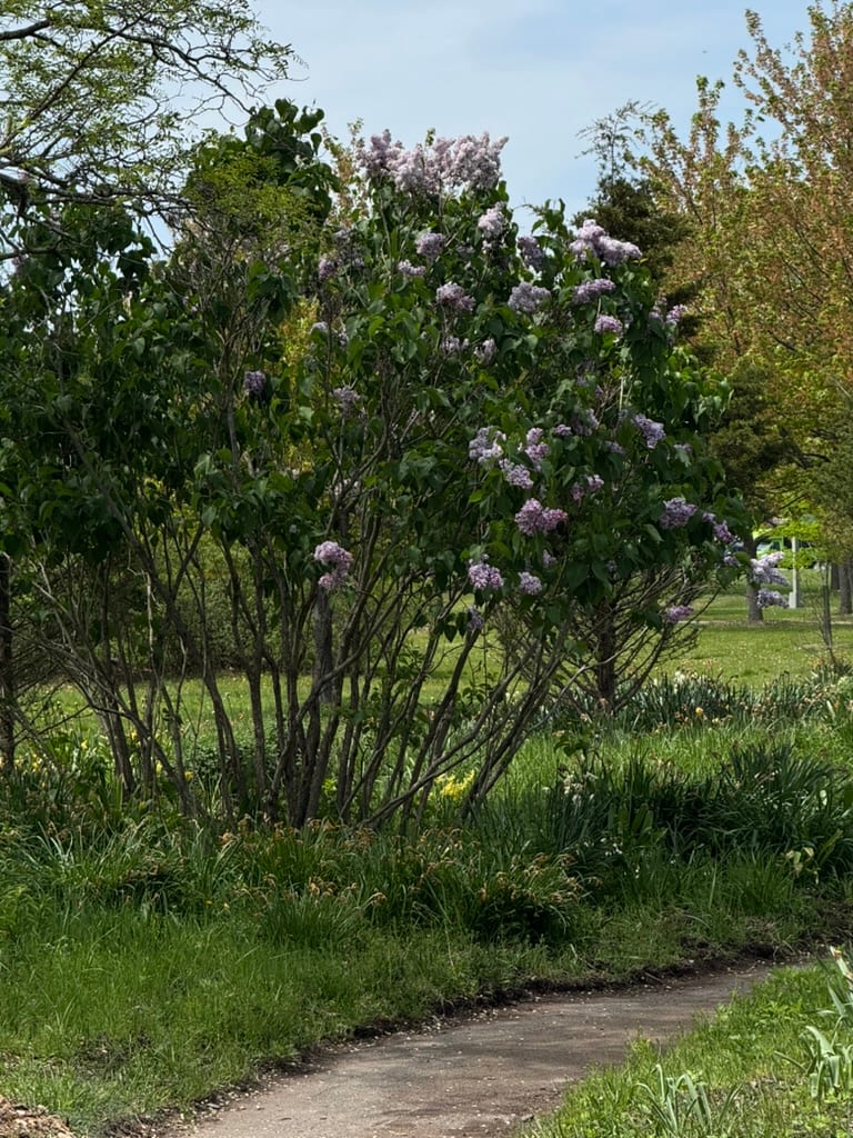I kind of regret not choosing these lilacs