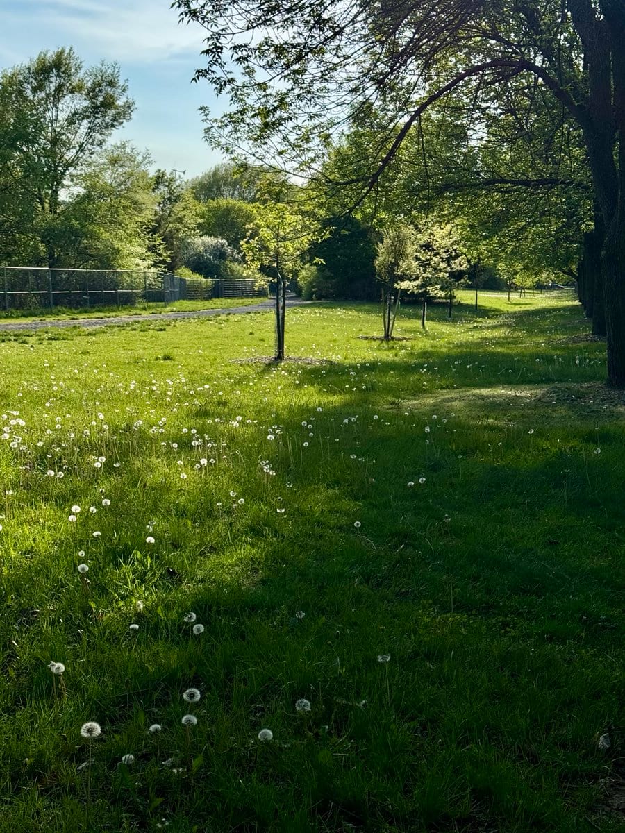photos can't really convey the dandelions' delicate glow