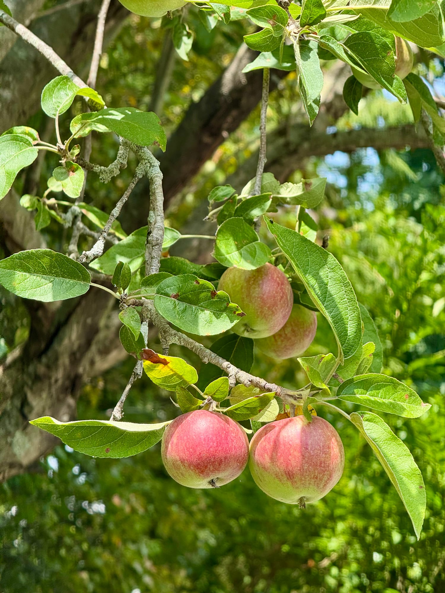 Apples