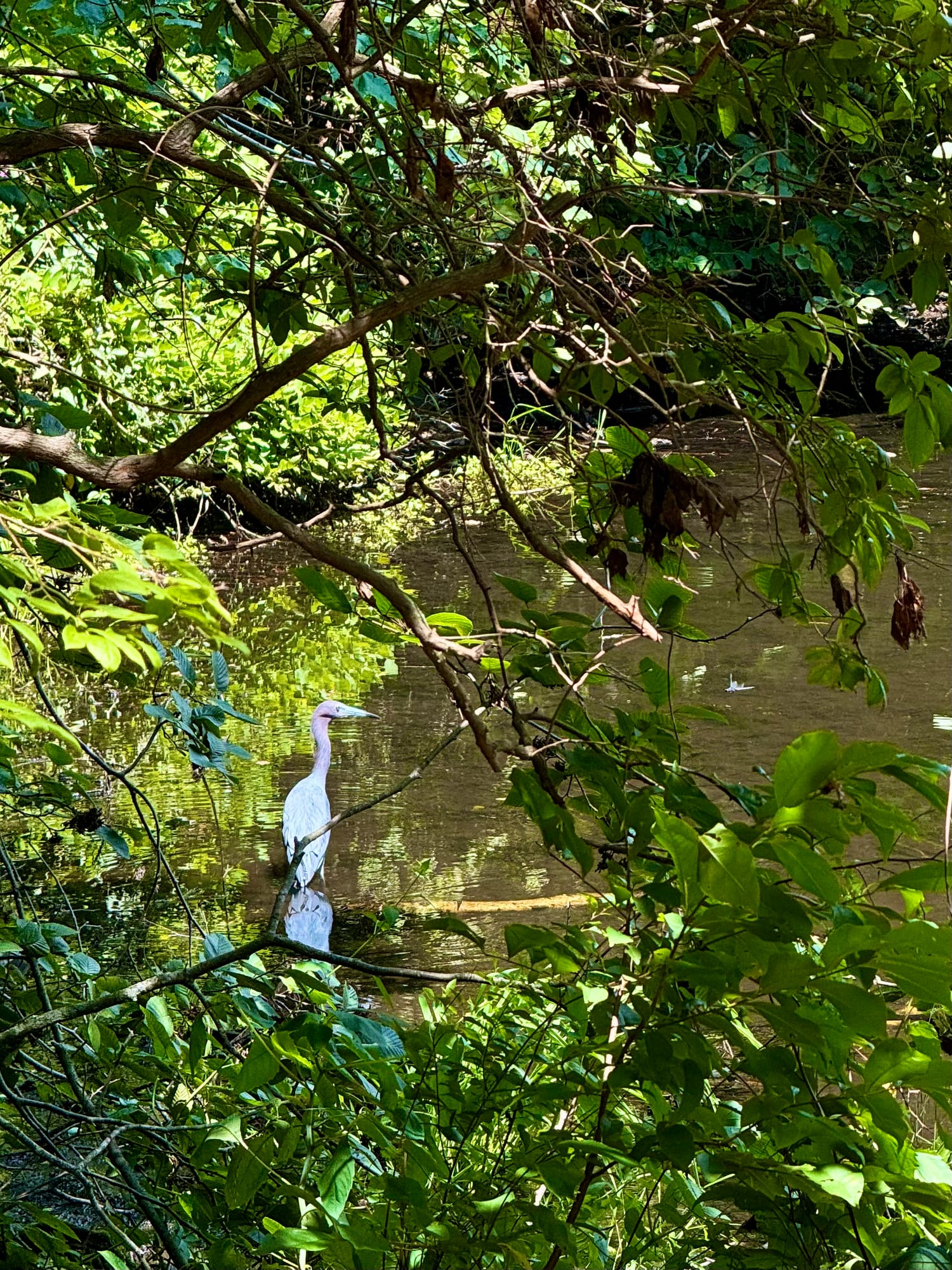 Blue heron