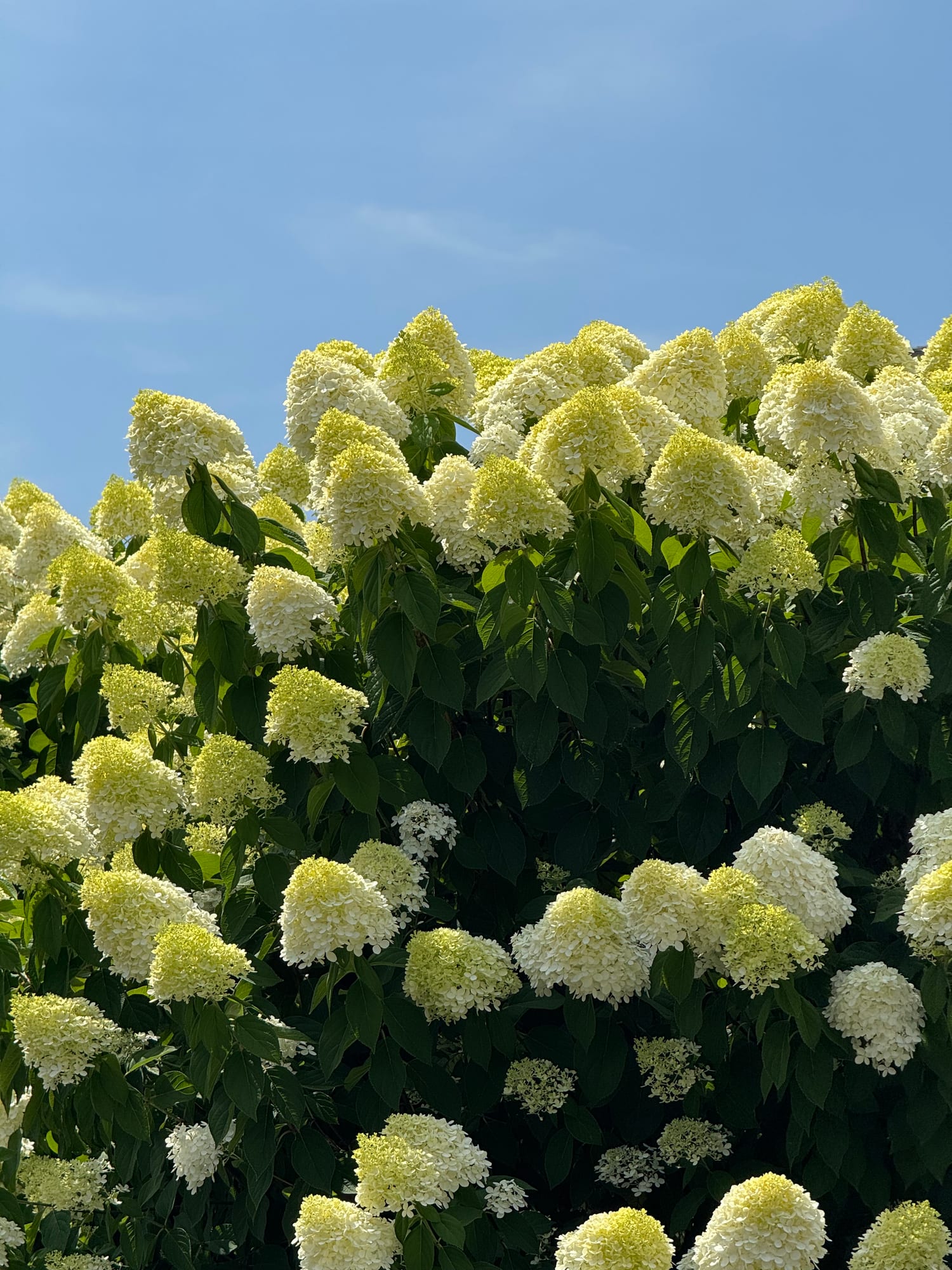 Hydrangea