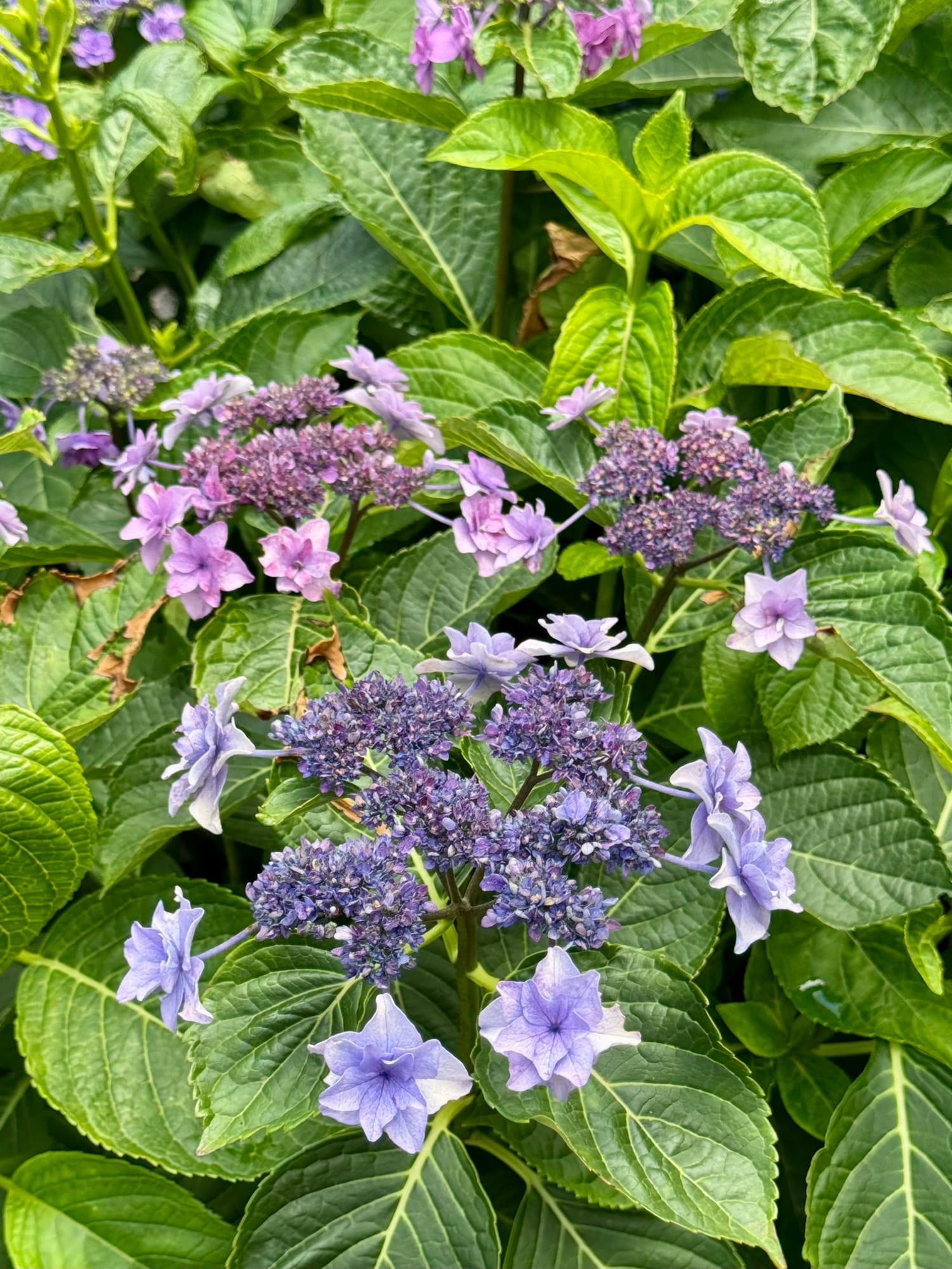 More hydrangeas