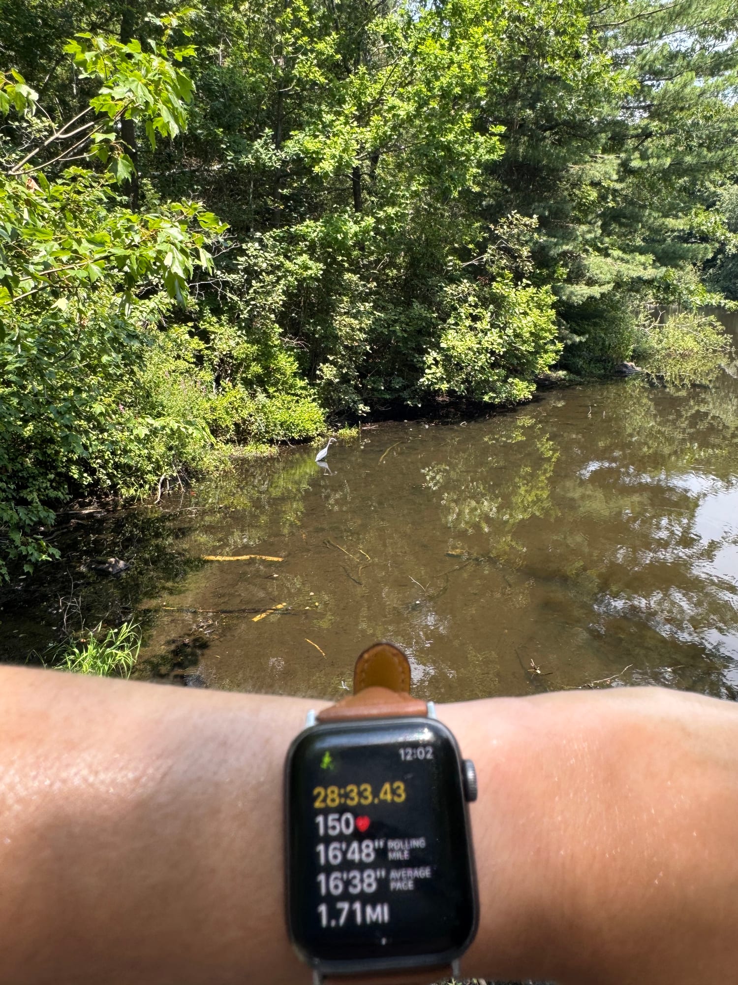 My watch showing run stats near the pond