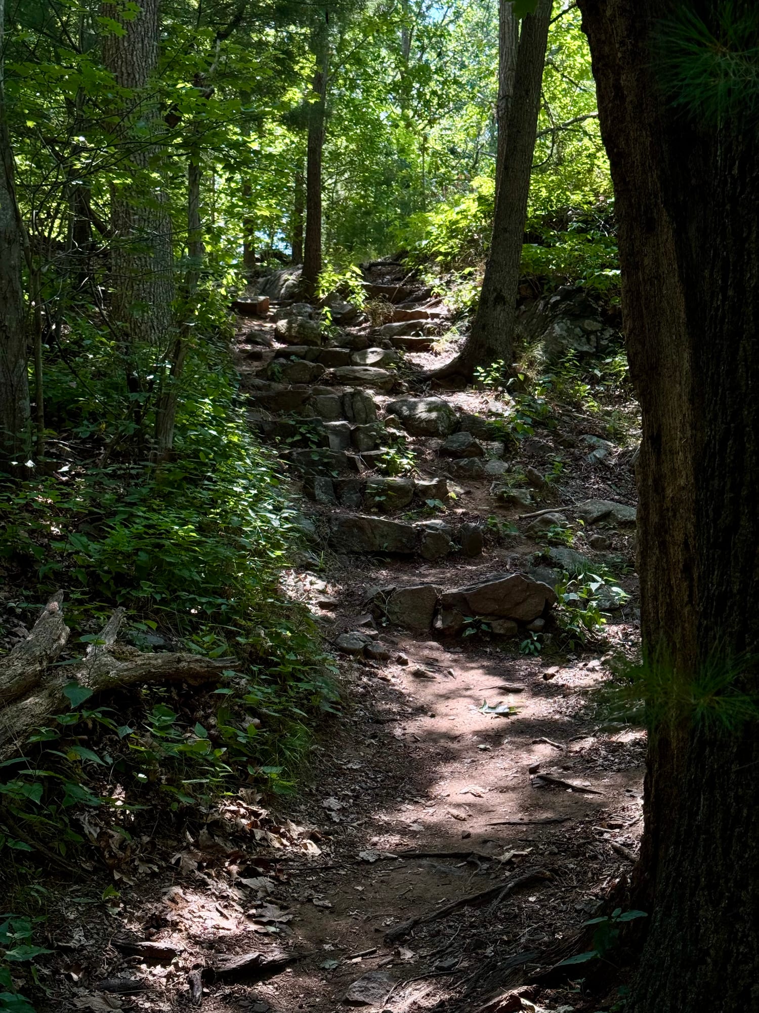 Woods