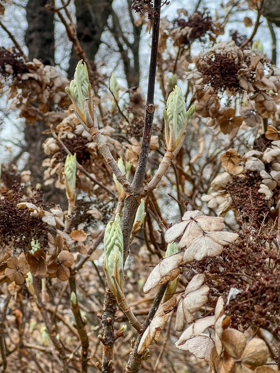 My focus this spring has been on the small indicators of growth: tiny buds, new
