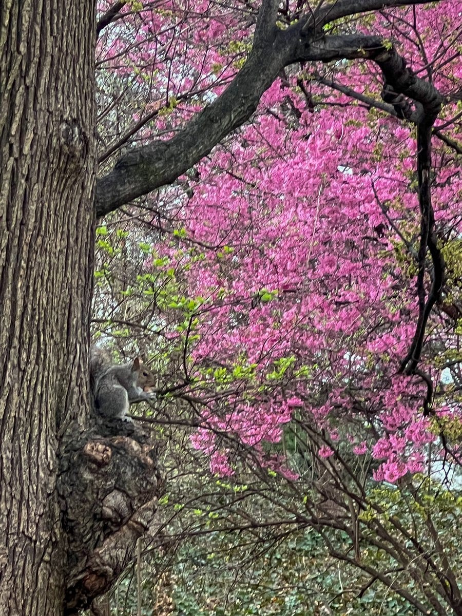 This squirrel was excellent