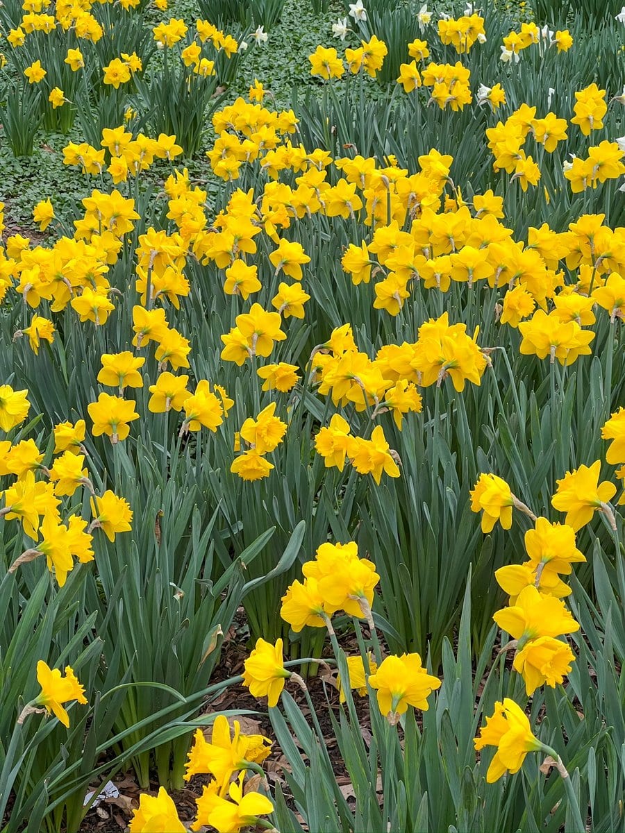 Can't forget to look closer at the flowers and flowering shrubs
