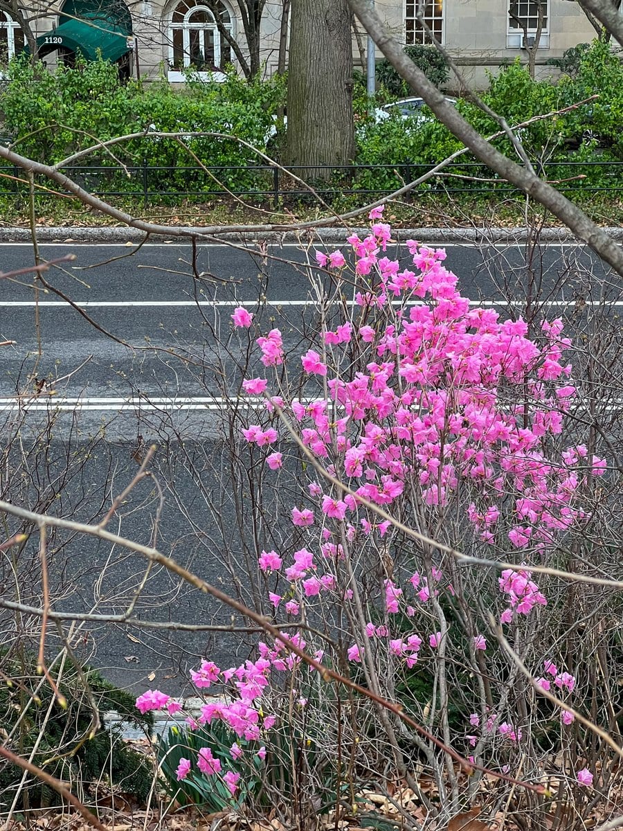 Can't forget to look closer at the flowers and flowering shrubs
