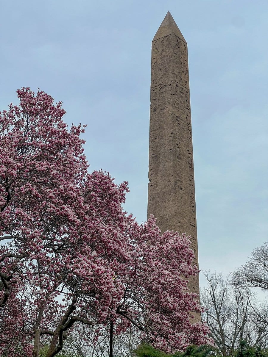 The best magnolias were by the obelisk, by the way