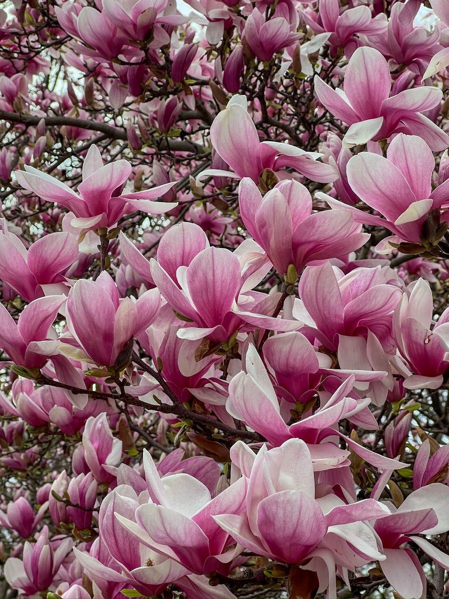 The best magnolias were by the obelisk, by the way