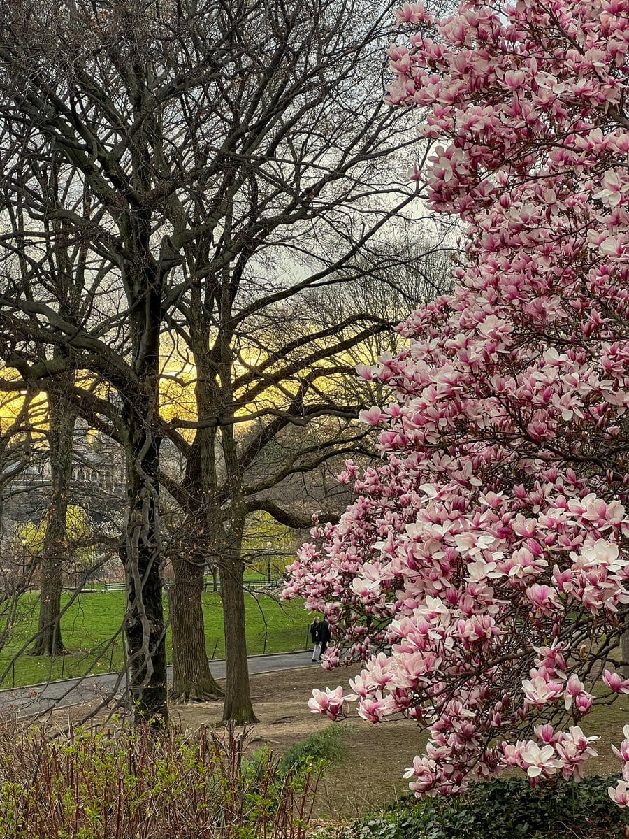 The best magnolias were by the obelisk, by the way