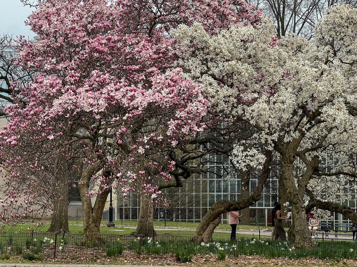 Sorry, the trees were so good
