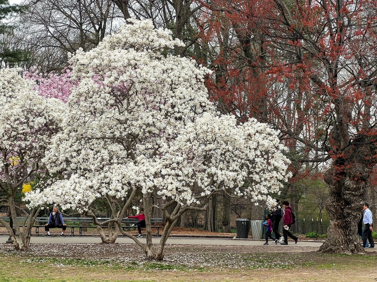 Sorry, the trees were so good