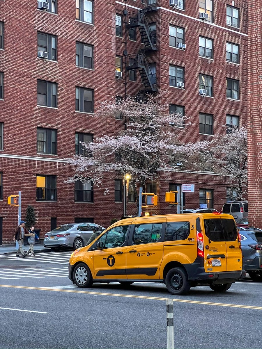 Sorry, the trees were so good